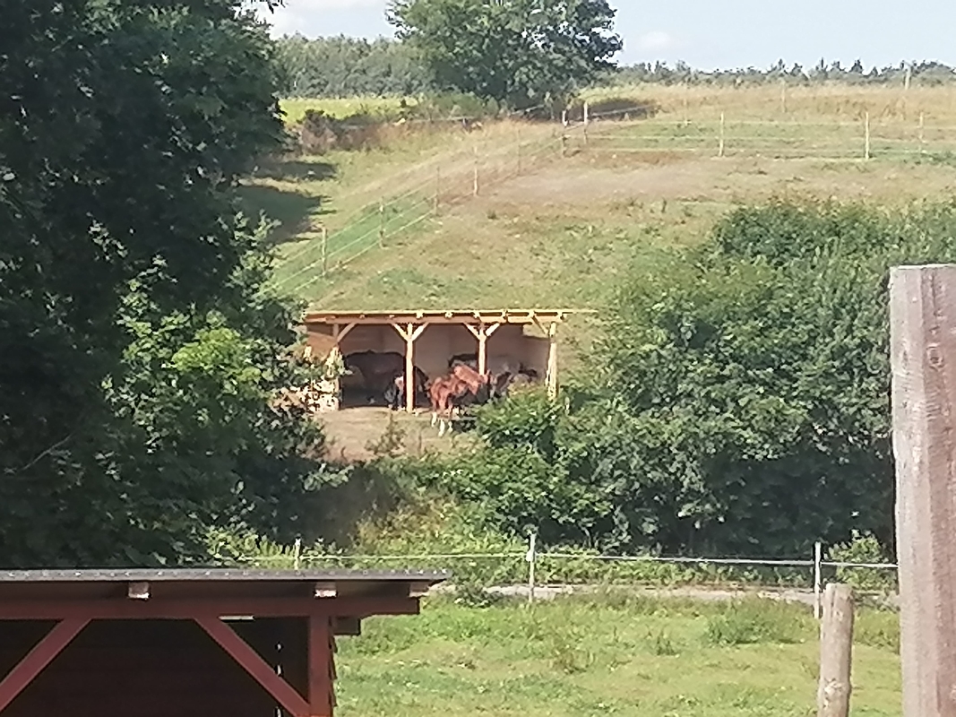 Stajnia w Zbychowie - zdjęcie 5