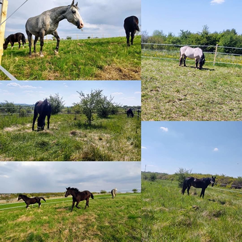 Stajnia pod Gwieździstym Niebem w Przeczycach - zdjęcie 1