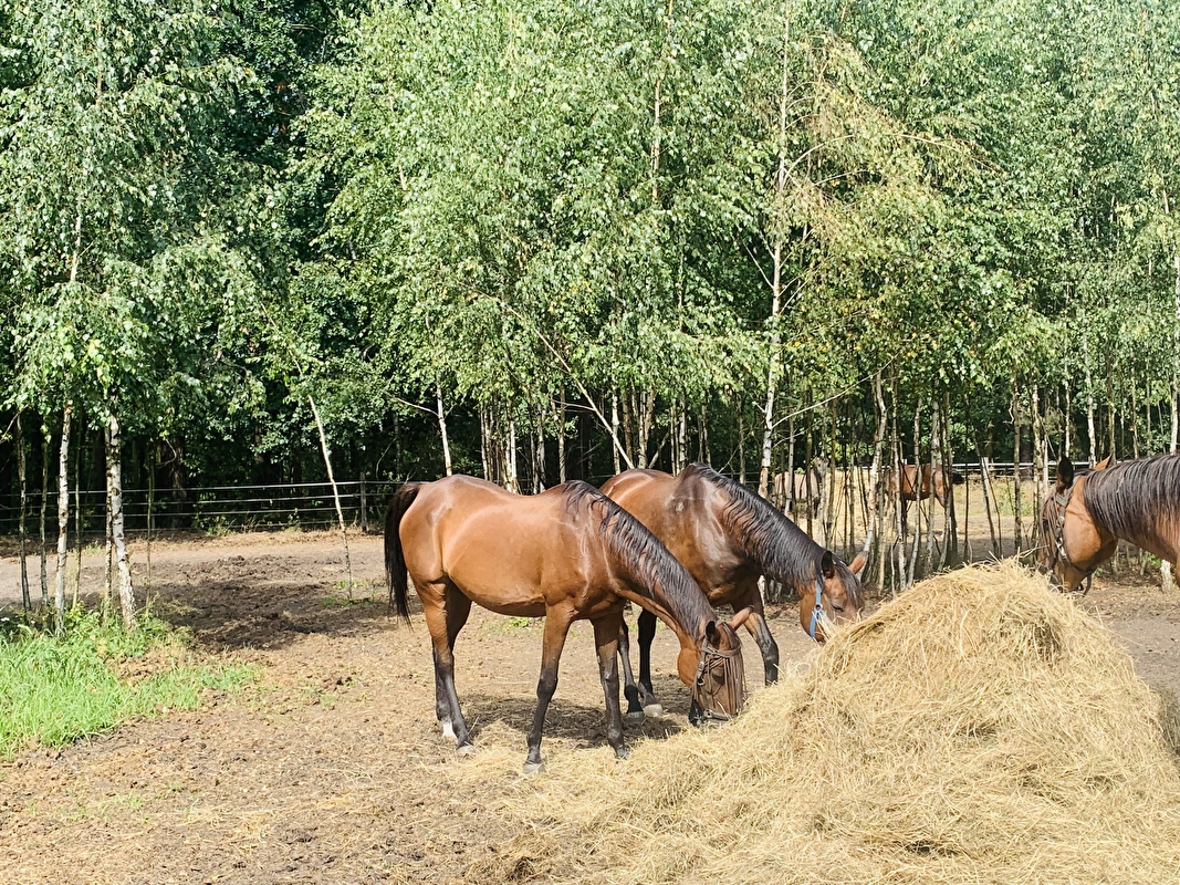 Stajnia pod Świerkami Powiat Wołomiński - zdjęcie 1