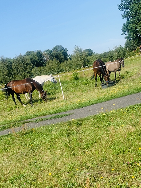 Stajnia pod Świerkami Powiat Wołomiński - zdjęcie 16