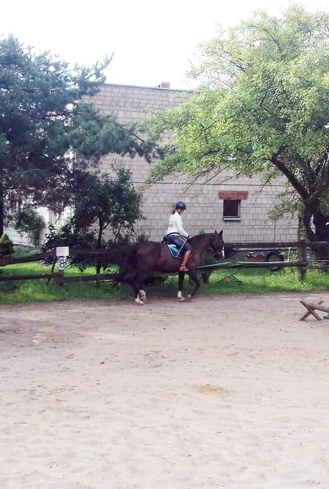 Stajnia Rusin - zdjęcie 4