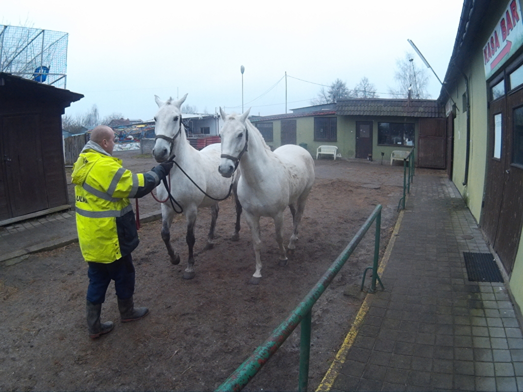 Farma Pony woj. mazowieckie - zdjęcie 1