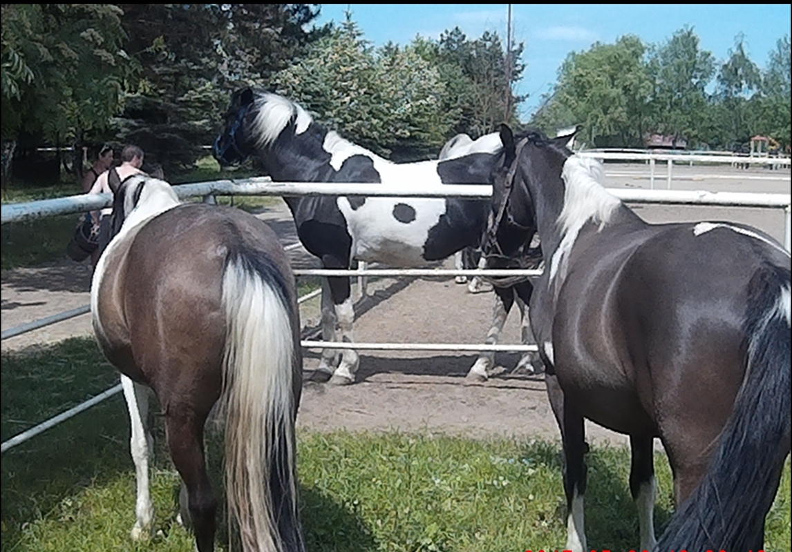 Farma Pony woj. mazowieckie - zdjęcie 2
