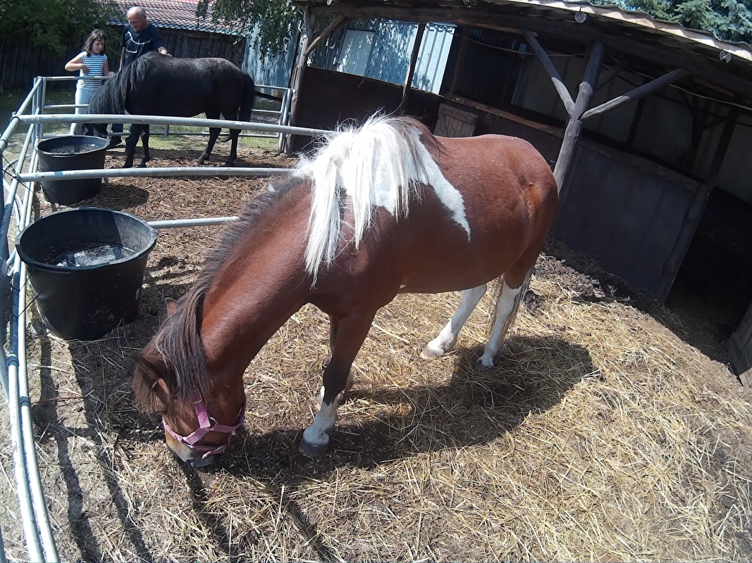 Farma Pony woj. mazowieckie - zdjęcie 3