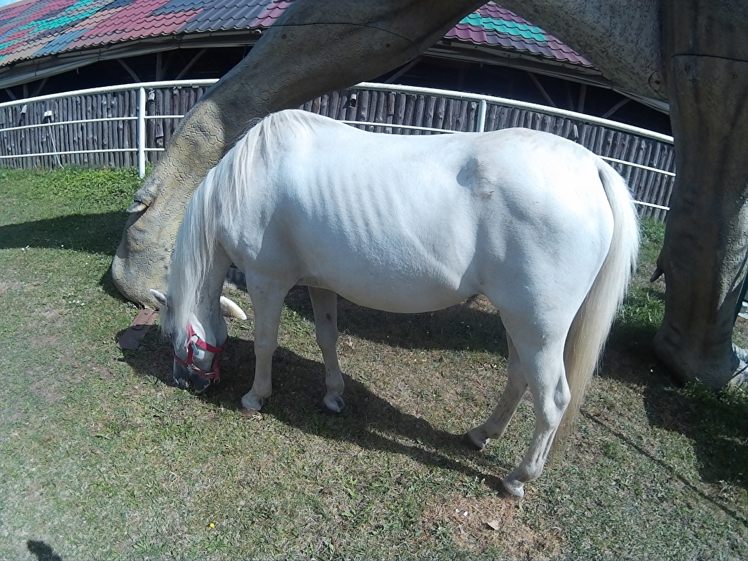 Farma Pony woj. mazowieckie - zdjęcie 4