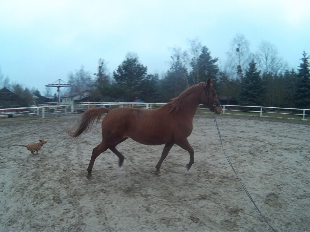Farma Pony woj. mazowieckie - zdjęcie 5