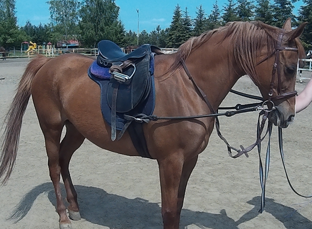 Farma Pony woj. mazowieckie - zdjęcie 6