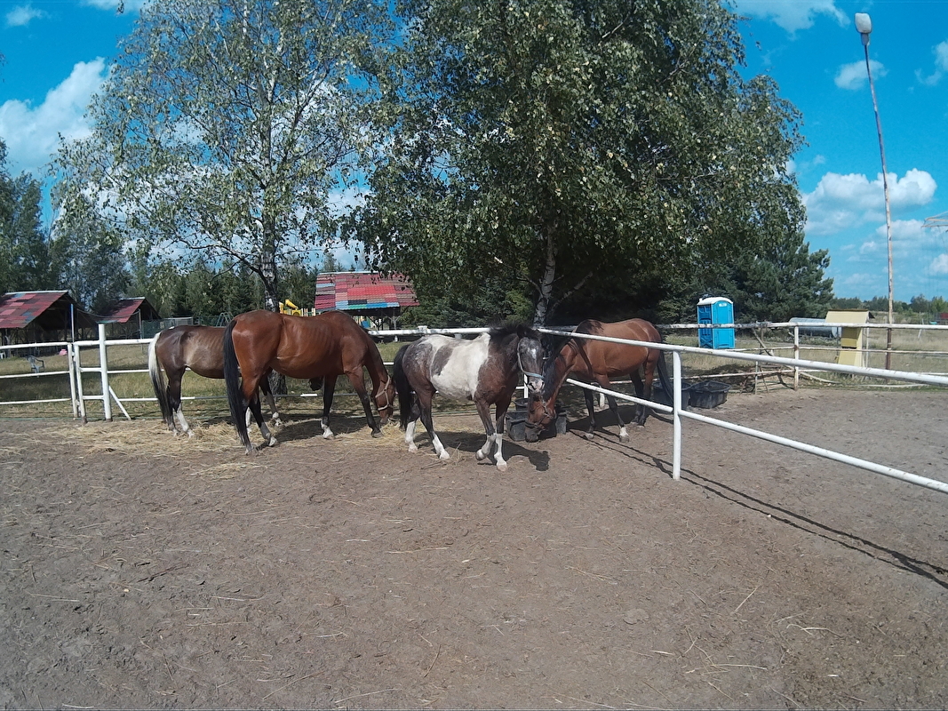 Farma Pony woj. mazowieckie - zdjęcie 7