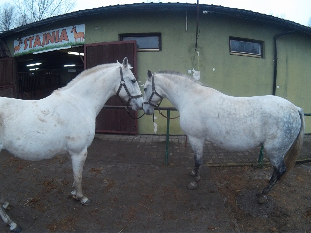 Farma Pony woj. mazowieckie - zdjęcie 8