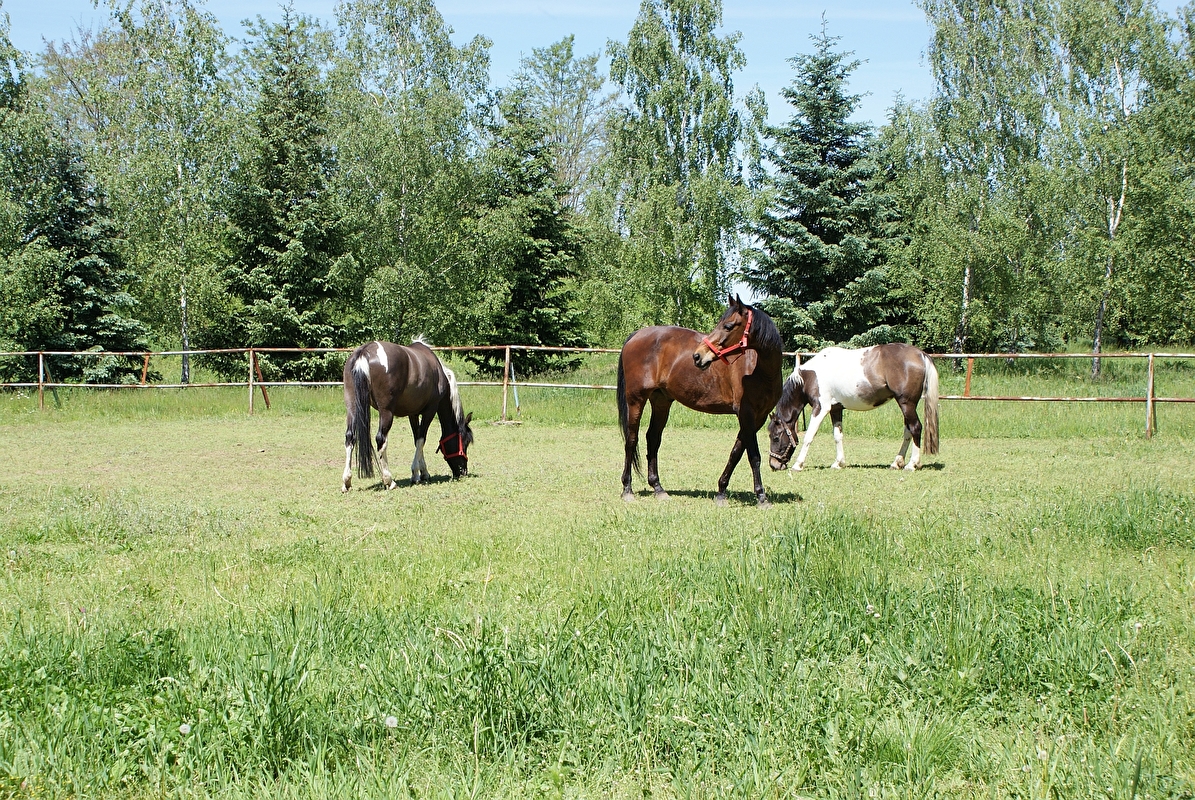 Farma Pony woj. mazowieckie - zdjęcie 10
