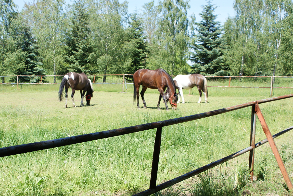 Farma Pony woj. mazowieckie - zdjęcie 16