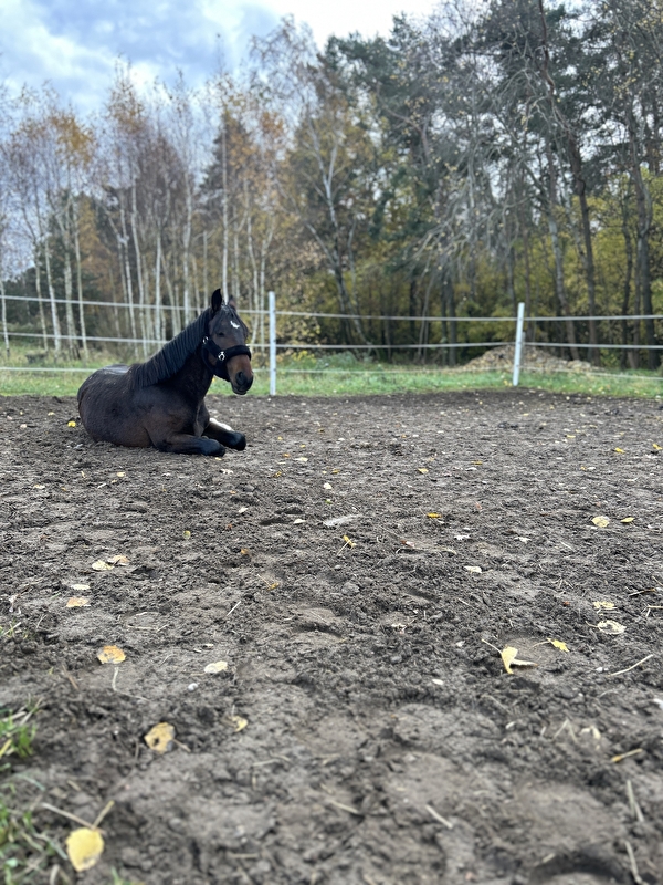Baranowscy Horses - zdjęcie 1