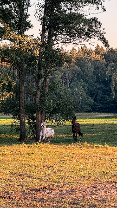 Baranowscy Horses - zdjęcie 4
