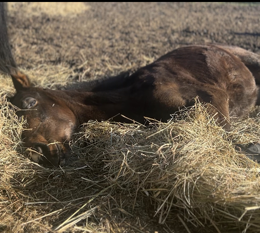 Baranowscy Horses - zdjęcie 7