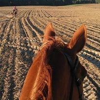Podwórkowa Stajenka w Chwalimiu - zdjęcie 1