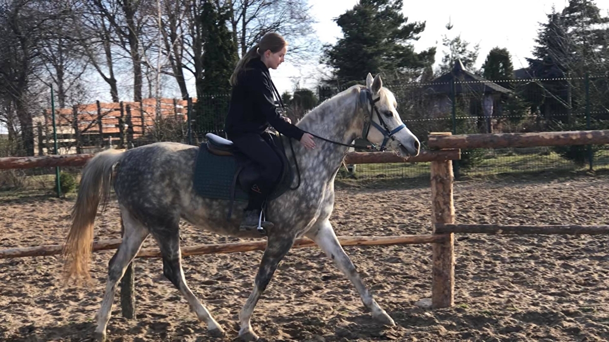 DO.Arabians - zdjęcie 9