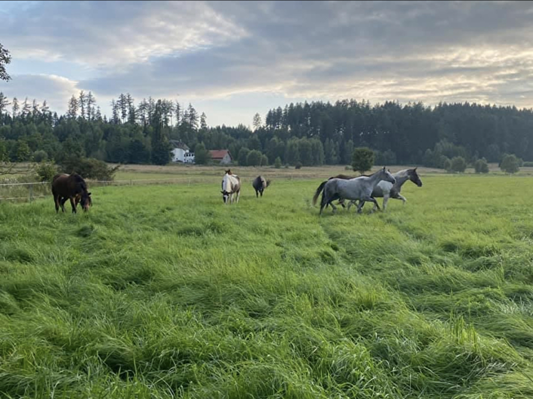 OJ Luna Ranch - zdjęcie 1