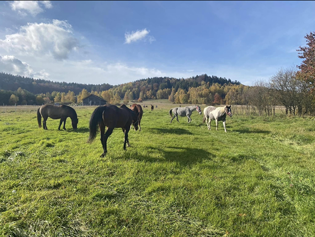 OJ Luna Ranch - zdjęcie 2