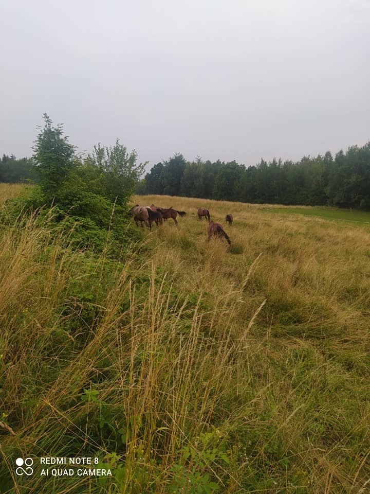 Stajnia Indiana - zdjęcie 6