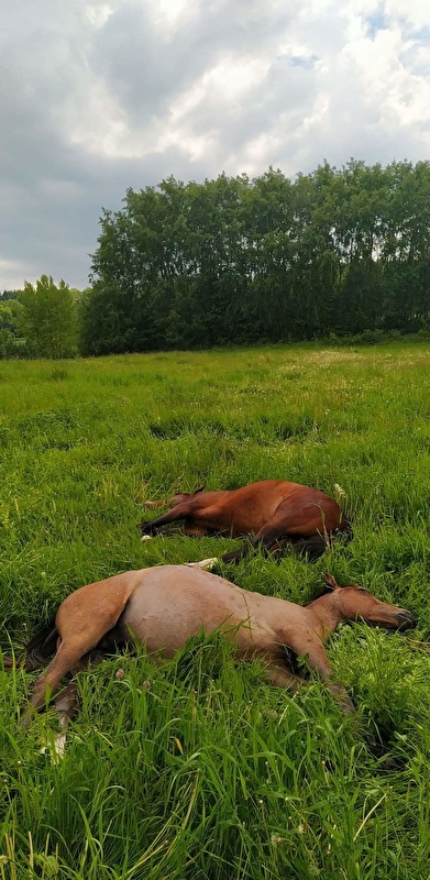 Stajnia Indiana - zdjęcie 7