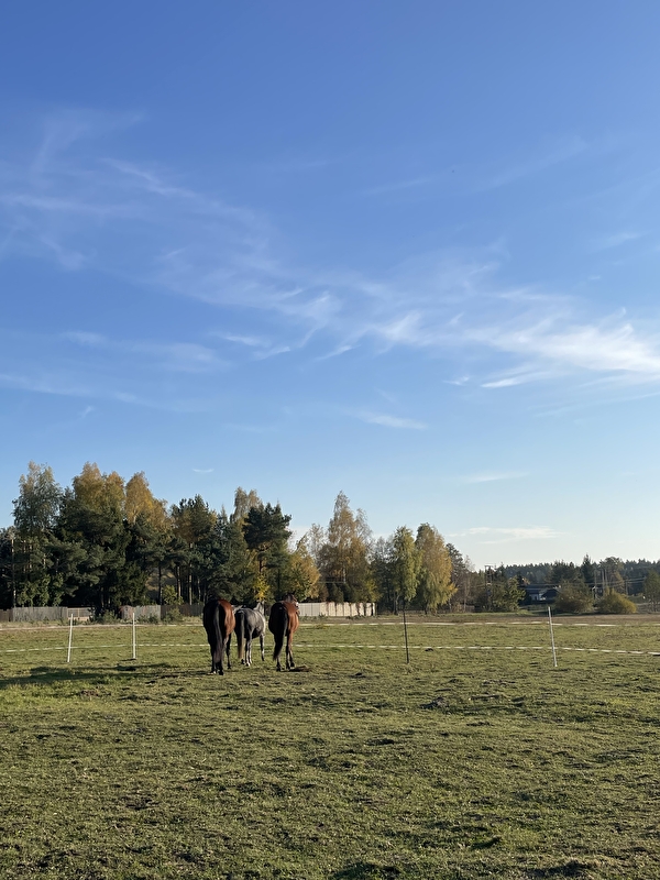 Stajnia wolnowybiegowa pod Mińskiem Mazowieckim - zdjęcie 1