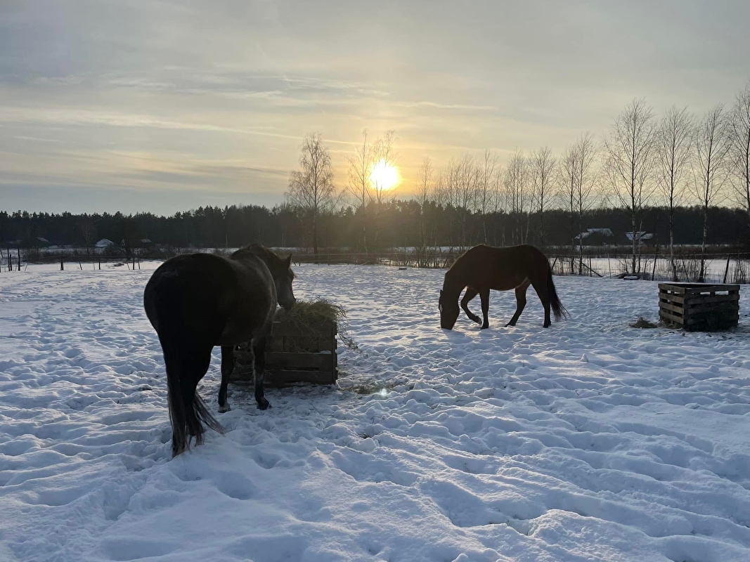 Stajnia wolnowybiegowa pod Mińskiem Mazowieckim - zdjęcie 3