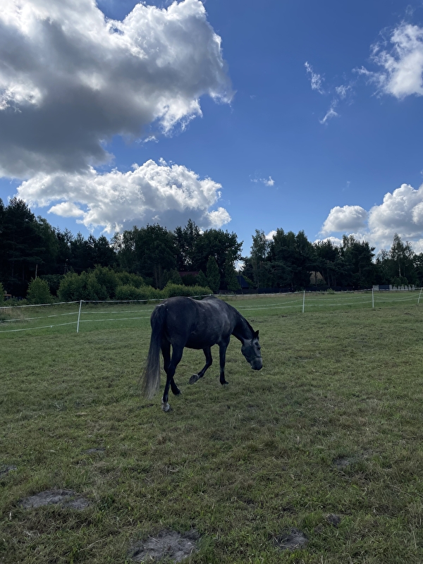 Stajnia wolnowybiegowa pod Mińskiem Mazowieckim - zdjęcie 6