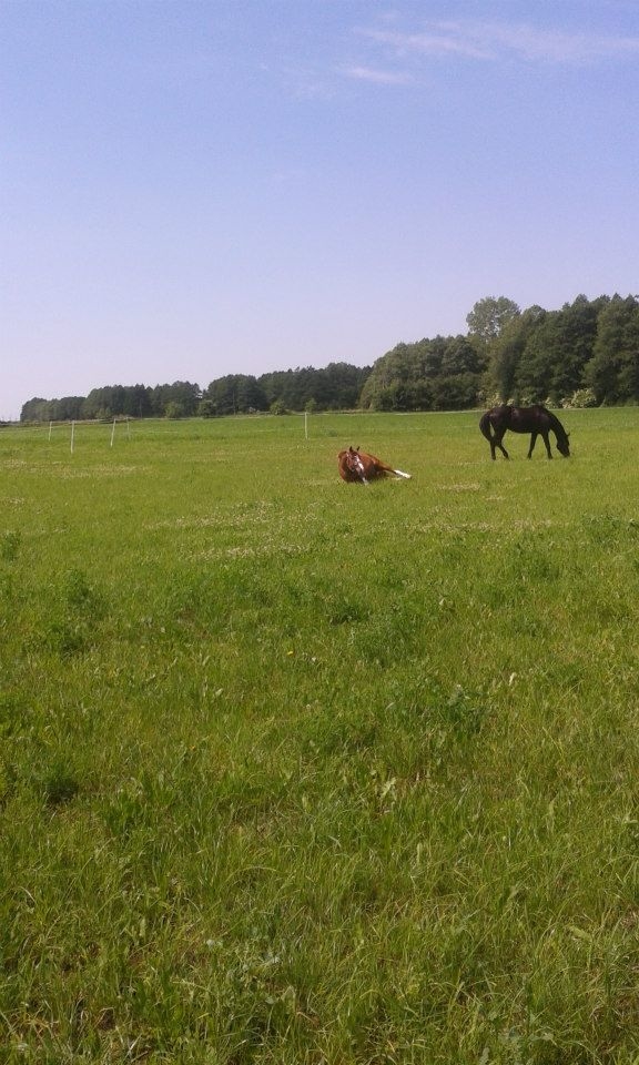 Stajnia Janowo Młyn - zdjęcie 5