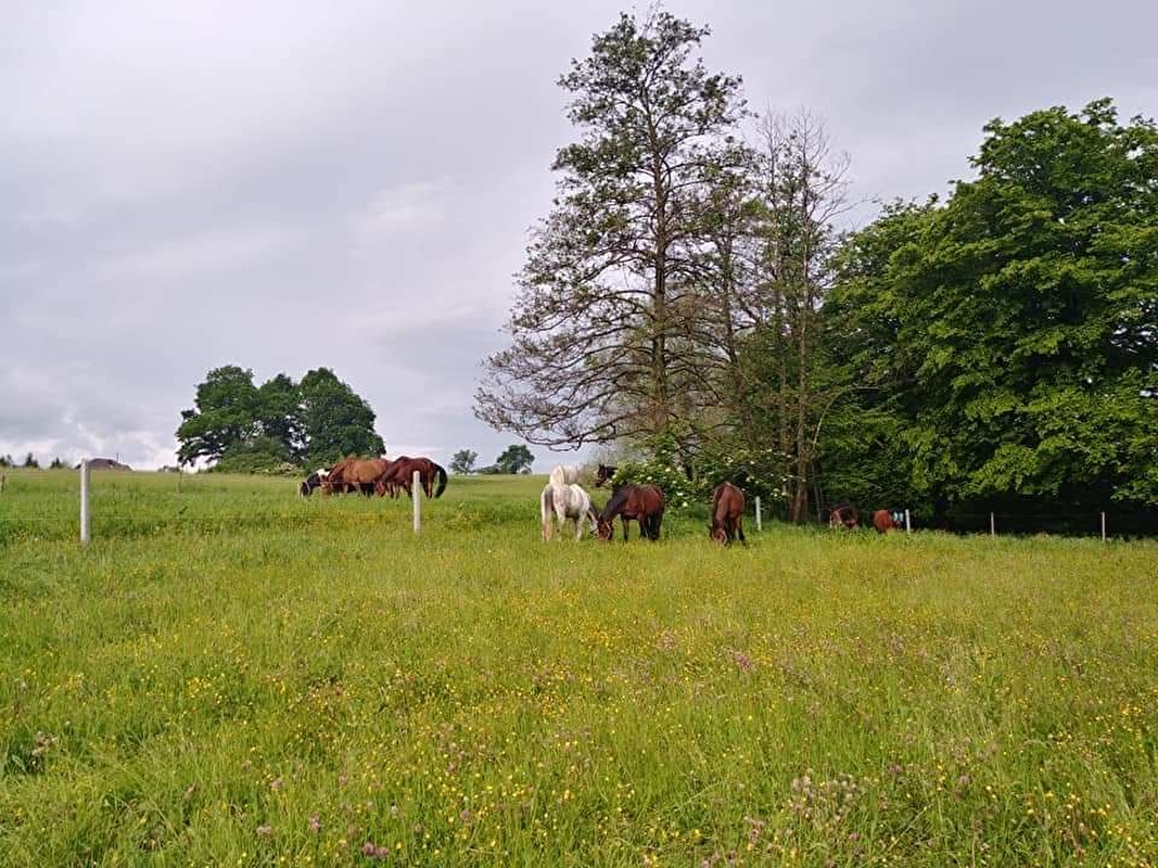 Stajnia Na Górce - zdjęcie 4