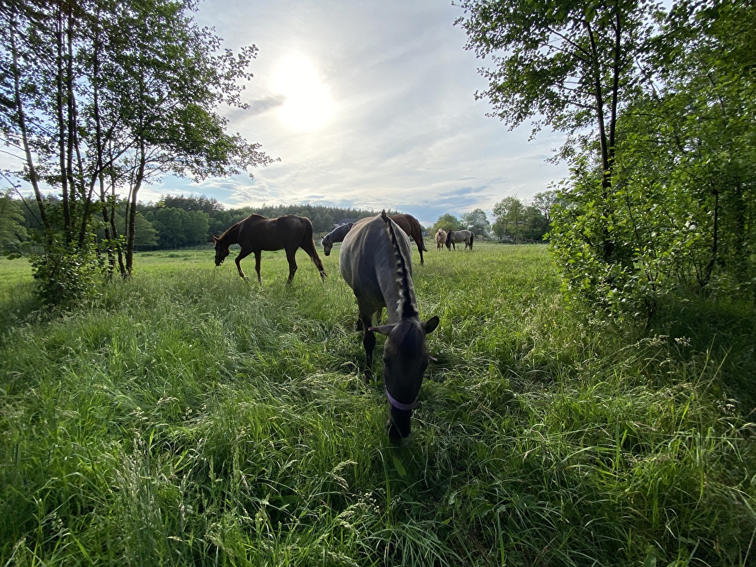 Equi-Support Stajnia Dąbrowa - zdjęcie 1