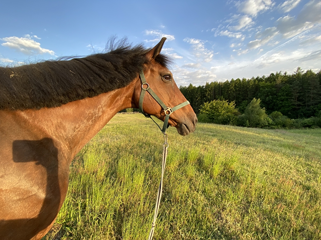 Equi-Support Stajnia Dąbrowa - zdjęcie 3