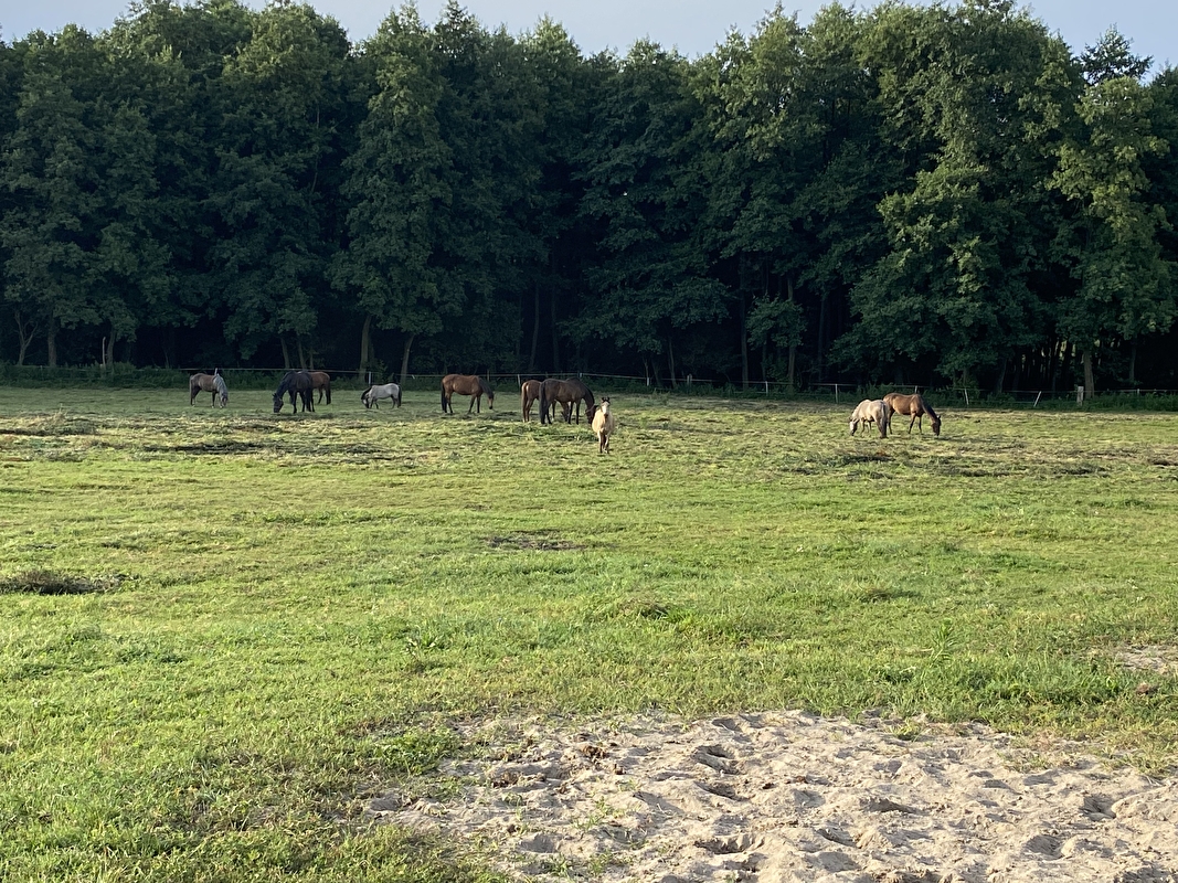 Equi-Support Stajnia Dąbrowa - zdjęcie 8