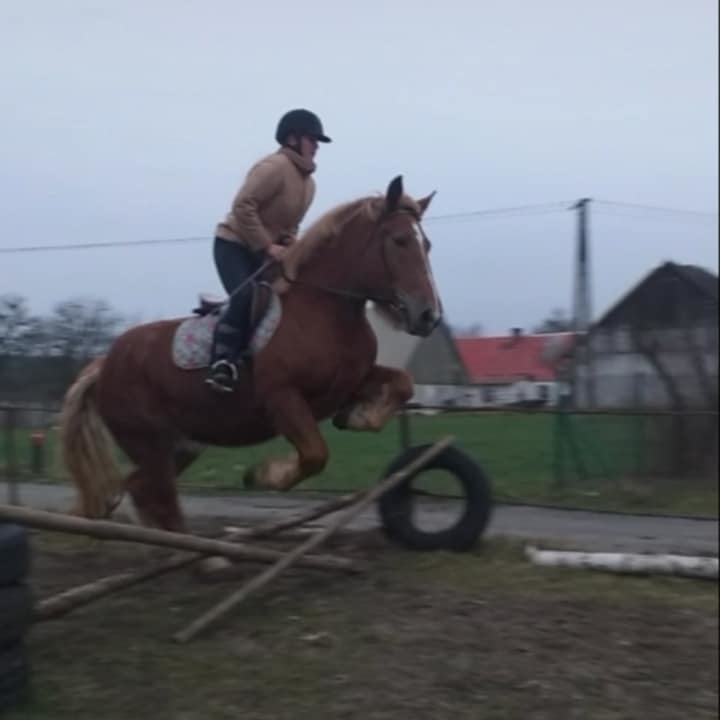 Stajnia Zalesie Królewskie - zdjęcie 4