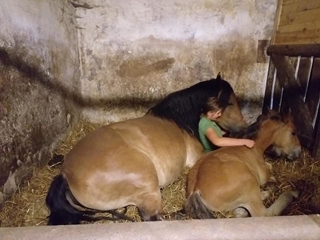 Stajnia Zalesie Królewskie - zdjęcie 9