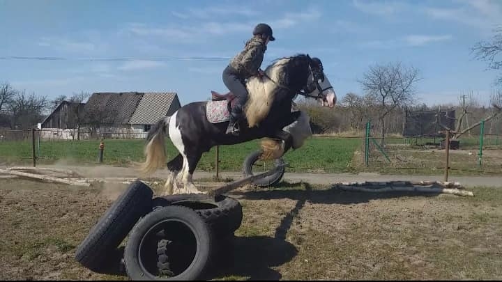 Stajnia Zalesie Królewskie - zdjęcie 14