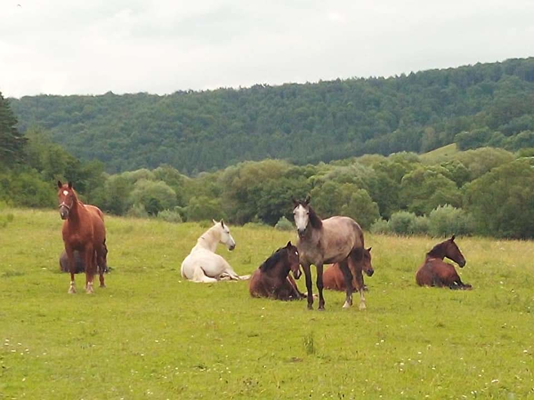Ośrodek Jeździecki Tarpan - zdjęcie 2