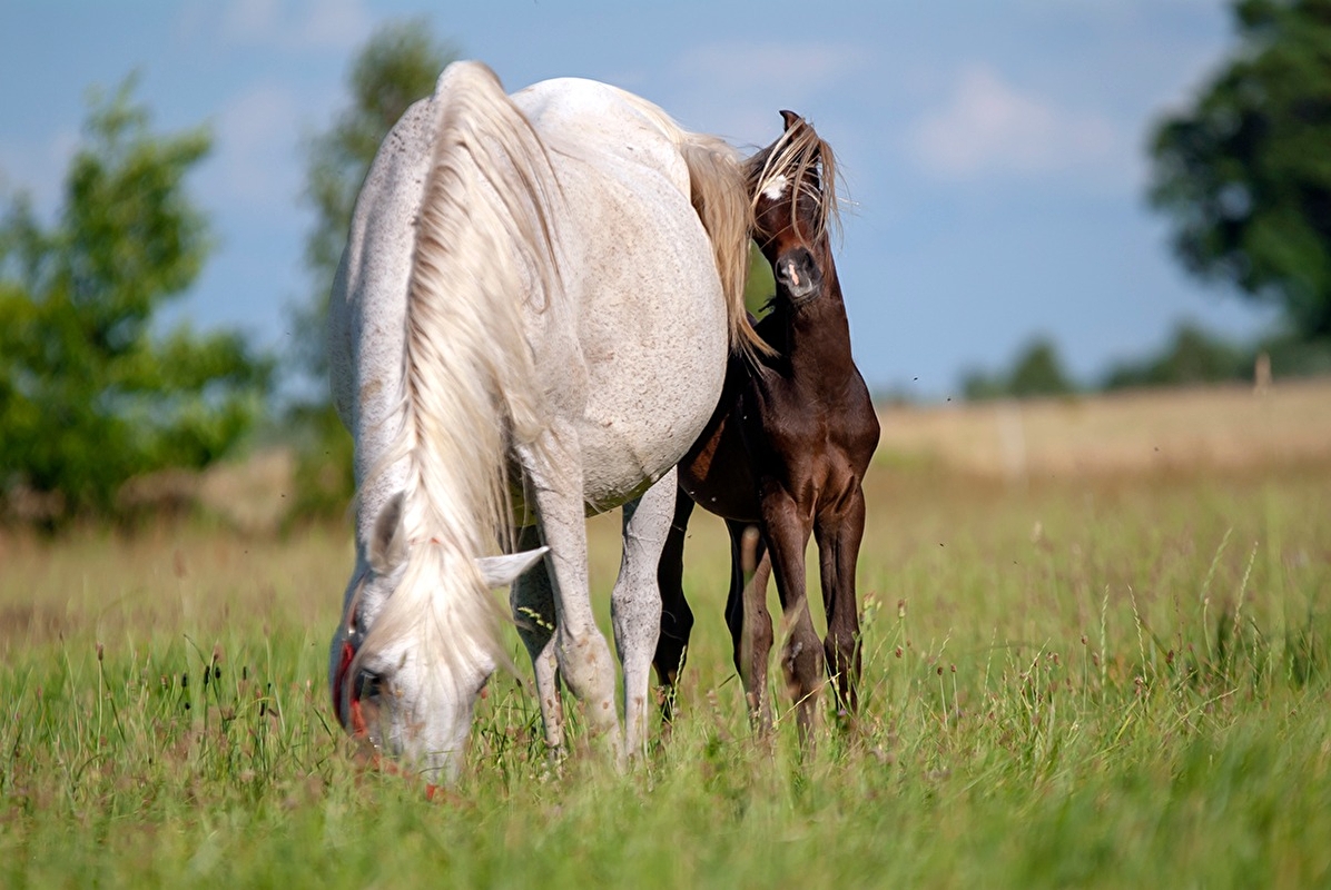 Masovia Arabians - zdjęcie 2