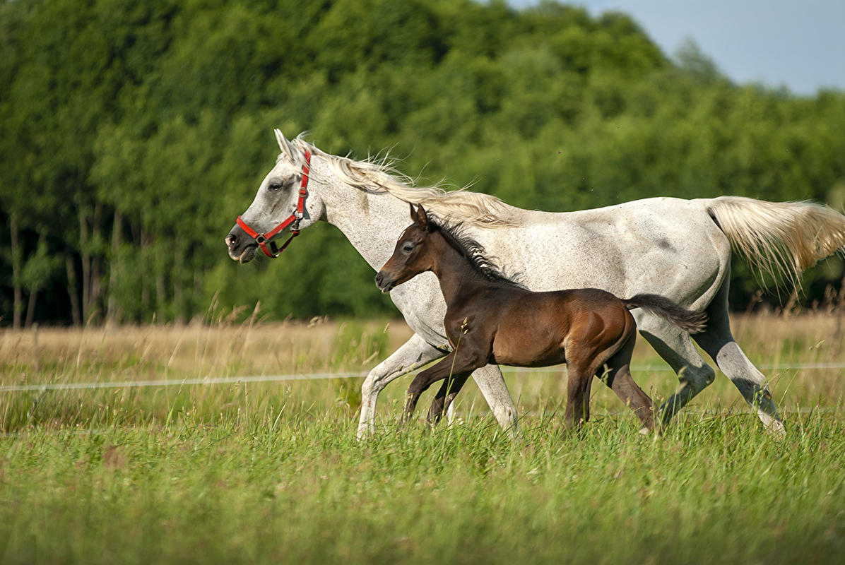 Masovia Arabians - zdjęcie 5