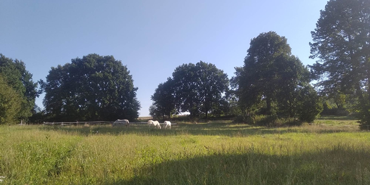 Przydomowa stajnia pod Strzelinem - zdjęcie 1