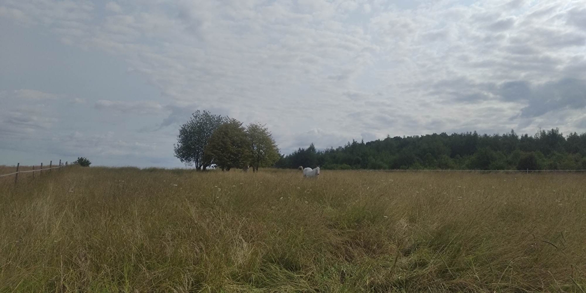 Przydomowa stajnia pod Strzelinem - zdjęcie 2