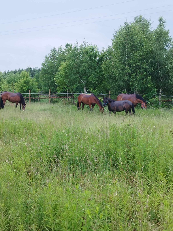 Stajnia Nowinki - zdjęcie 1