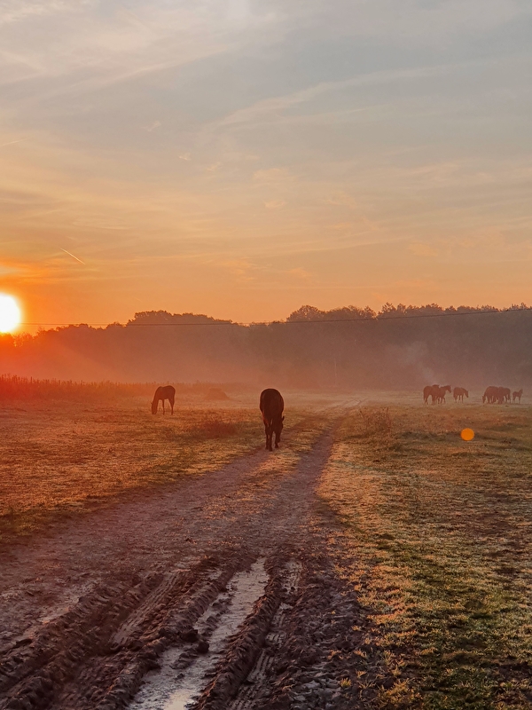 Stajnia Polesiówka - zdjęcie 5