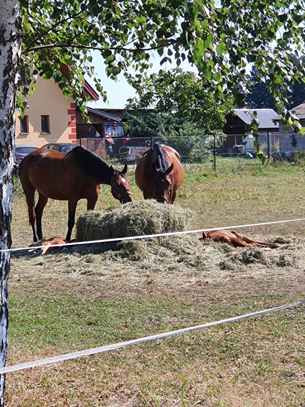 Stajnia Polesiówka - zdjęcie 8