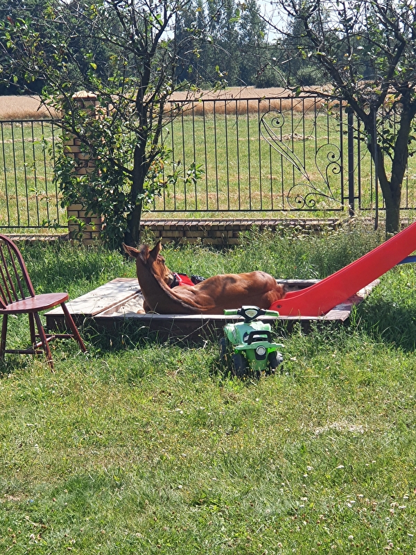 Stajnia Polesiówka - zdjęcie 9
