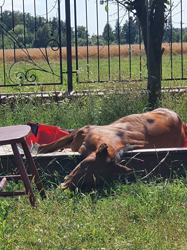 Stajnia Polesiówka - zdjęcie 10