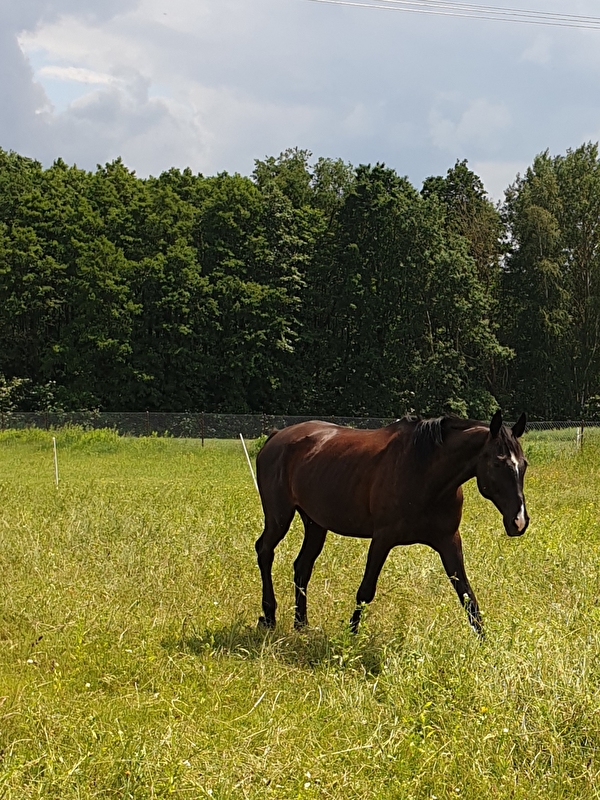 Stajnia Polesiówka - zdjęcie 11