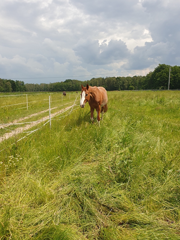 Stajnia Polesiówka - zdjęcie 12