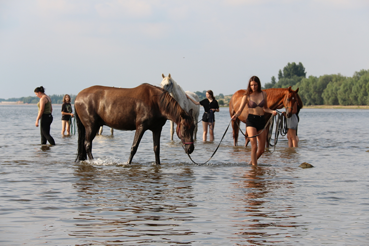 Stajnia Stara Dąbrowa - zdjęcie 3