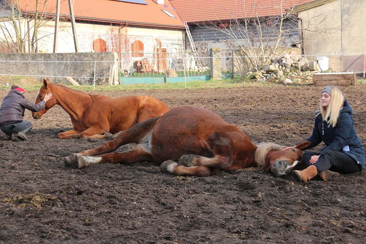 Stajnia Stara Dąbrowa - zdjęcie 4