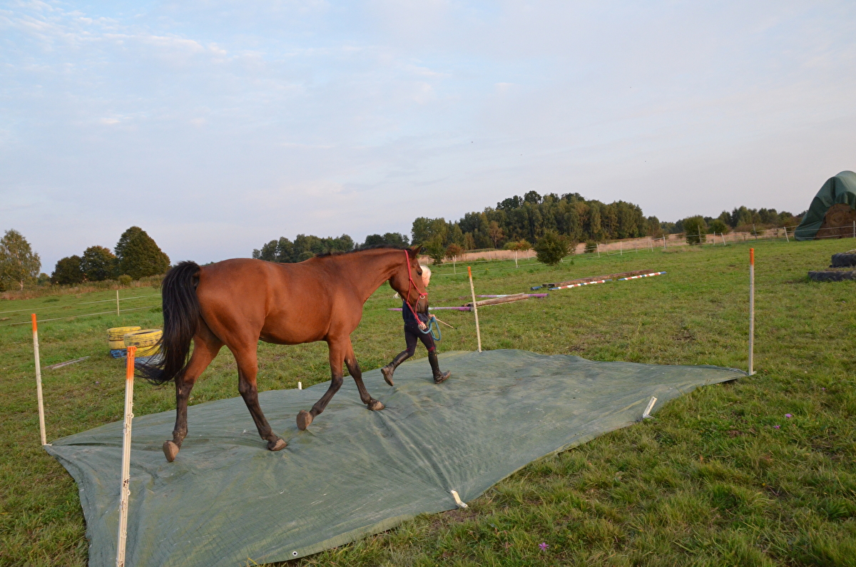 Stajnia Happy Hoof - zdjęcie 5